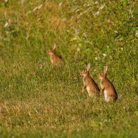 Lapin de Garenne
