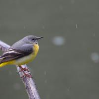 Bergeronnette des ruisseaux