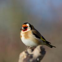 Chardonneret élegant