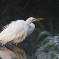 Grande aigrette