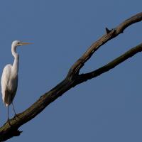 Grande aigrette