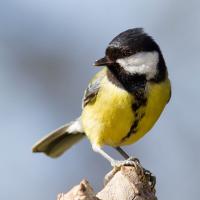 Mésange charbonniére