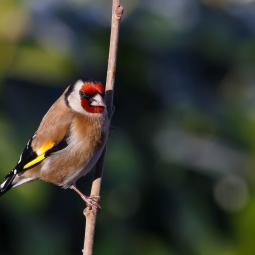 Chardonneret élégant