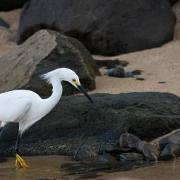 Aigrette neigeuse