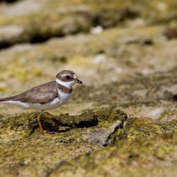 Gravelot semi-palmé