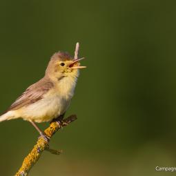 Hypolaïs Polyglotte