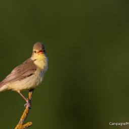 Hypolaïs Polyglotte