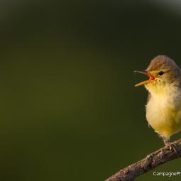 Hypolaïs Polyglotte