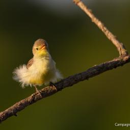 Hypolaïs Polyglotte