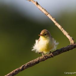 Hypolaïs Polyglotte