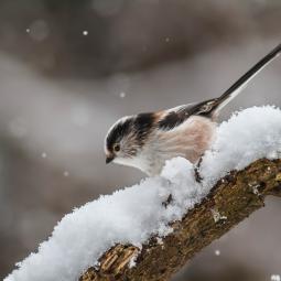 Mésange à longue queue