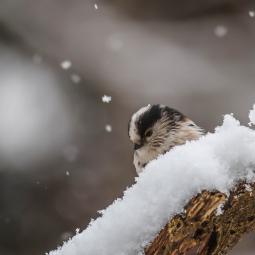 Mésange à longue queue