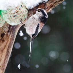 Mésange à longue queue