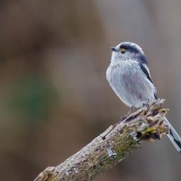 Mésange à longue queue