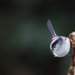 Mésange à longue queue