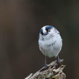 Mésange à longue queue