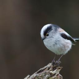 Mésange à longue queue
