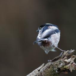 Mésange à longue queue