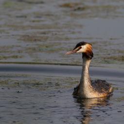 Grèbe huppé