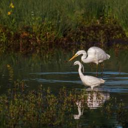 Grande aigrette et aigrette garzette