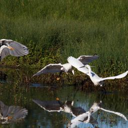 Spatule, aigrette garzette, héron
