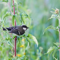 Mésange charbonniére juvénile