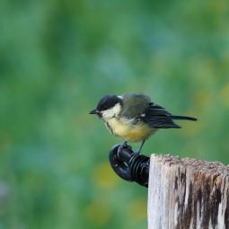 Mésange charbonniére juvénile