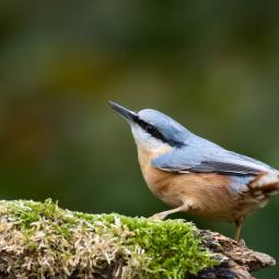 90d-400mm f5,6-3200iso à travers une vitre