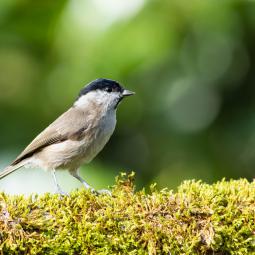 90d-400mm f5,6-800iso