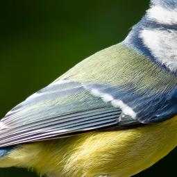 90d-400mm f5,6-800iso crop 100%