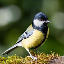 90d-400mm f5,6-800iso