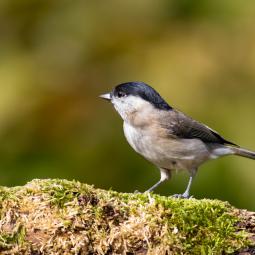 90d-400mm f5,6-800iso