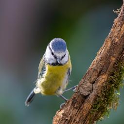 90d-400mm f5,6-1600iso