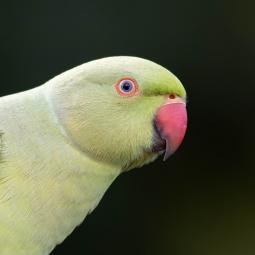 90d-400mm f5,6-1600iso