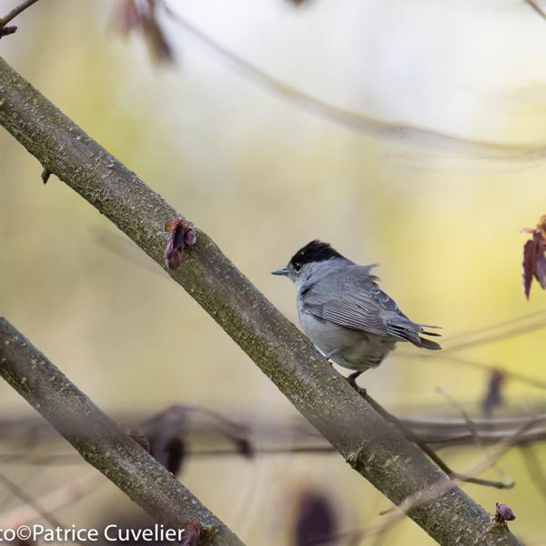 Fauvette à tête noir