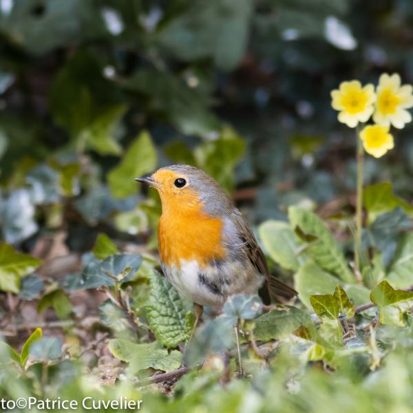 Rouge-gorge