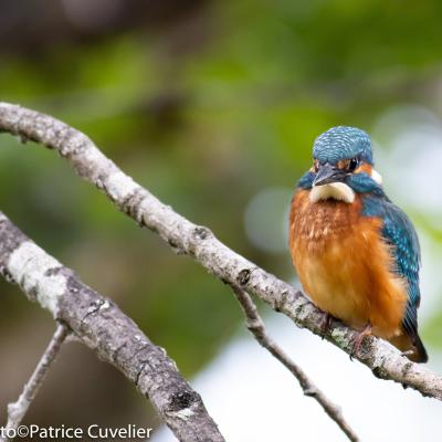 Martin pêcheur